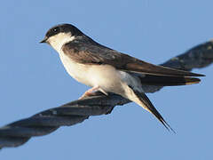 Western House Martin