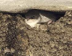 Common House Martin