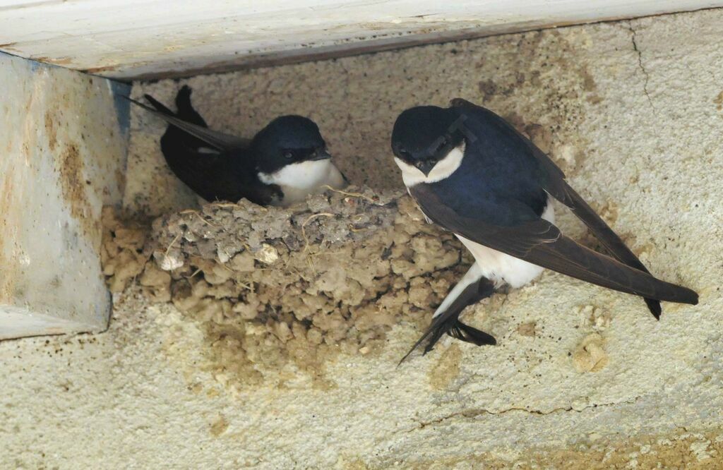 Common House Martin adult breeding