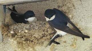 Western House Martin