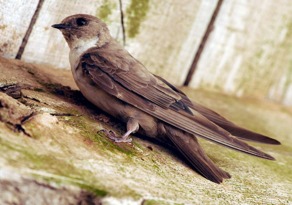 Eurasian Crag Martin female adult