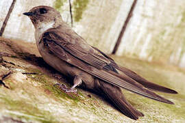 Eurasian Crag Martin