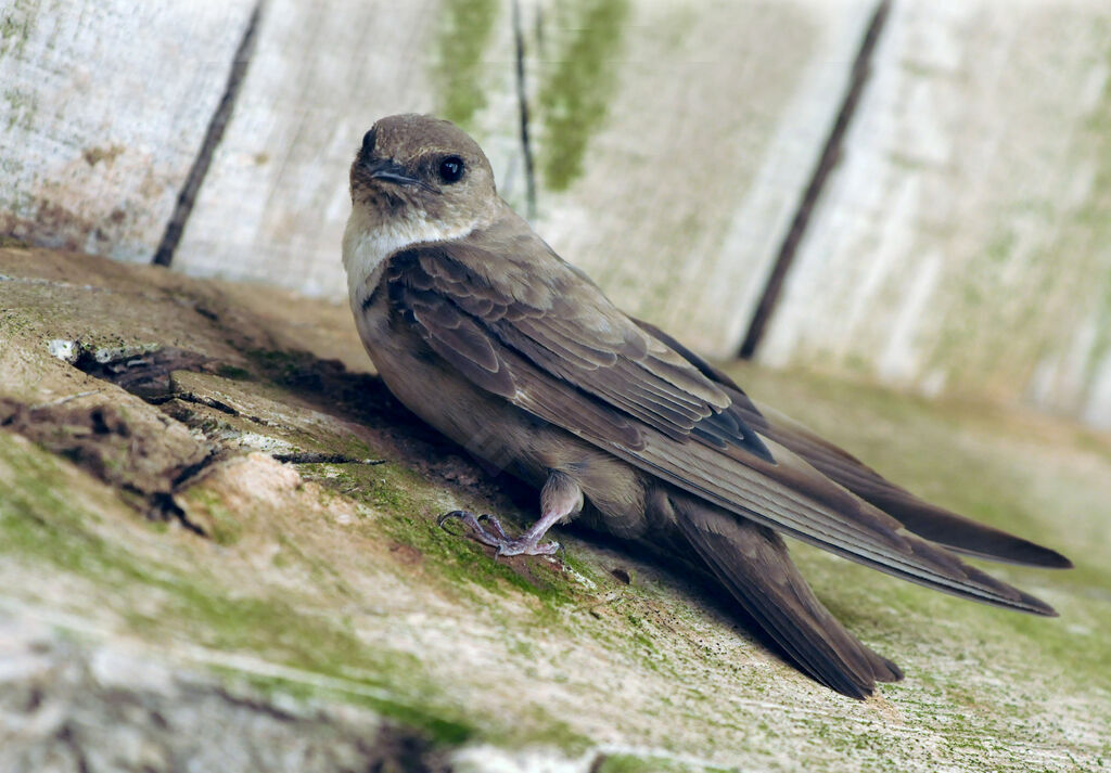 Hirondelle de rochers femelle adulte