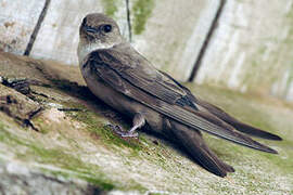 Eurasian Crag Martin