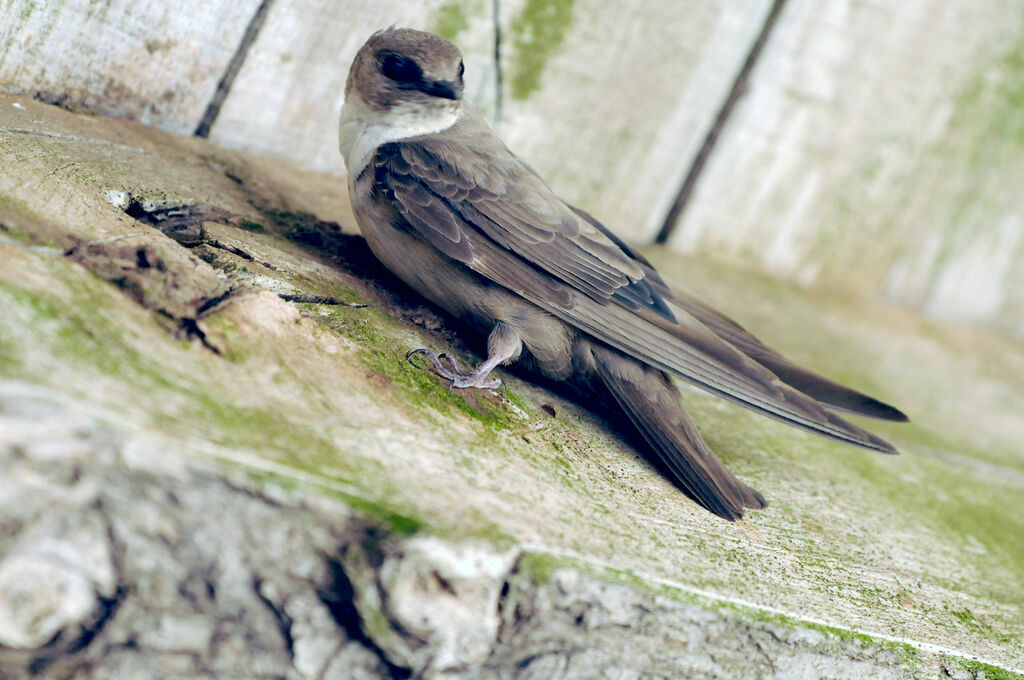 Eurasian Crag Martin female adult