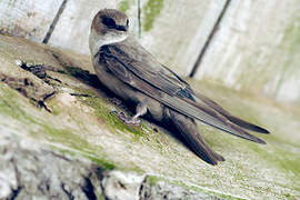 Eurasian Crag Martin