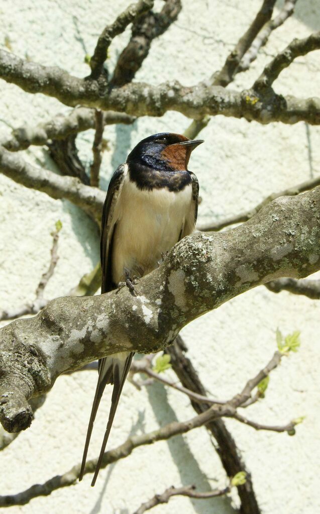 Barn Swallow male adult breeding