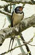 Barn Swallow