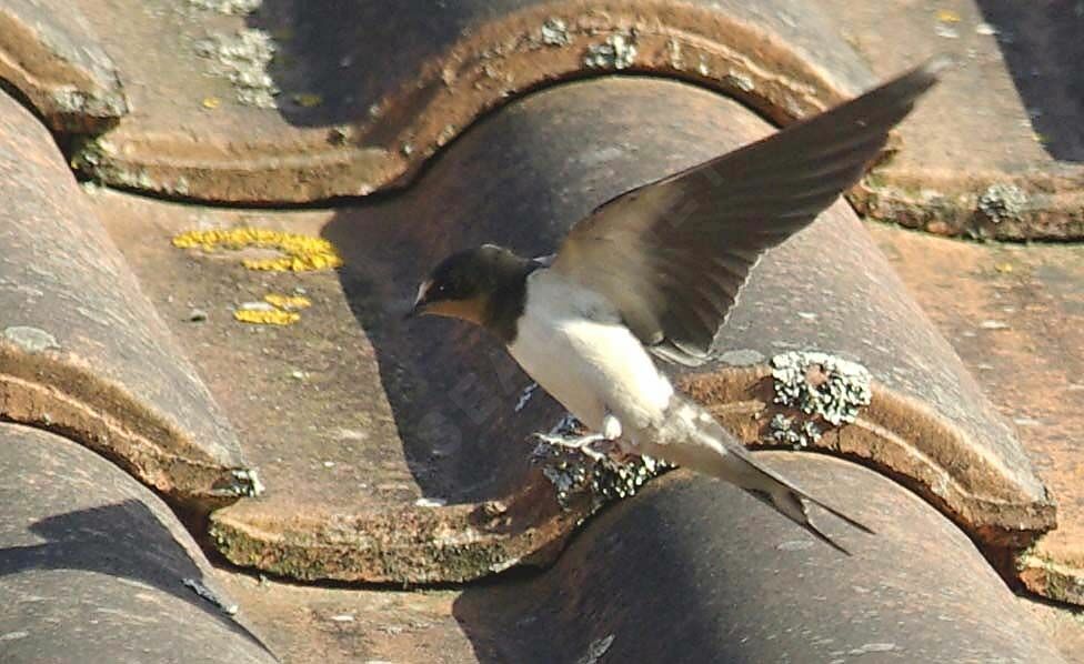 Barn Swallowimmature