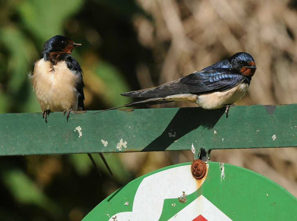 Barn Swallow