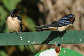 Barn Swallow