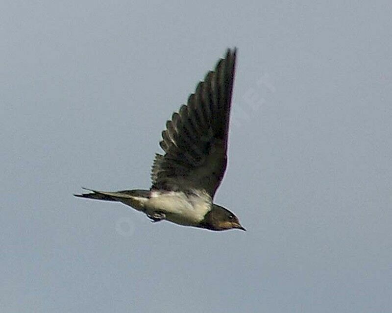 Barn Swallowimmature