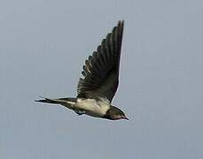 Barn Swallow