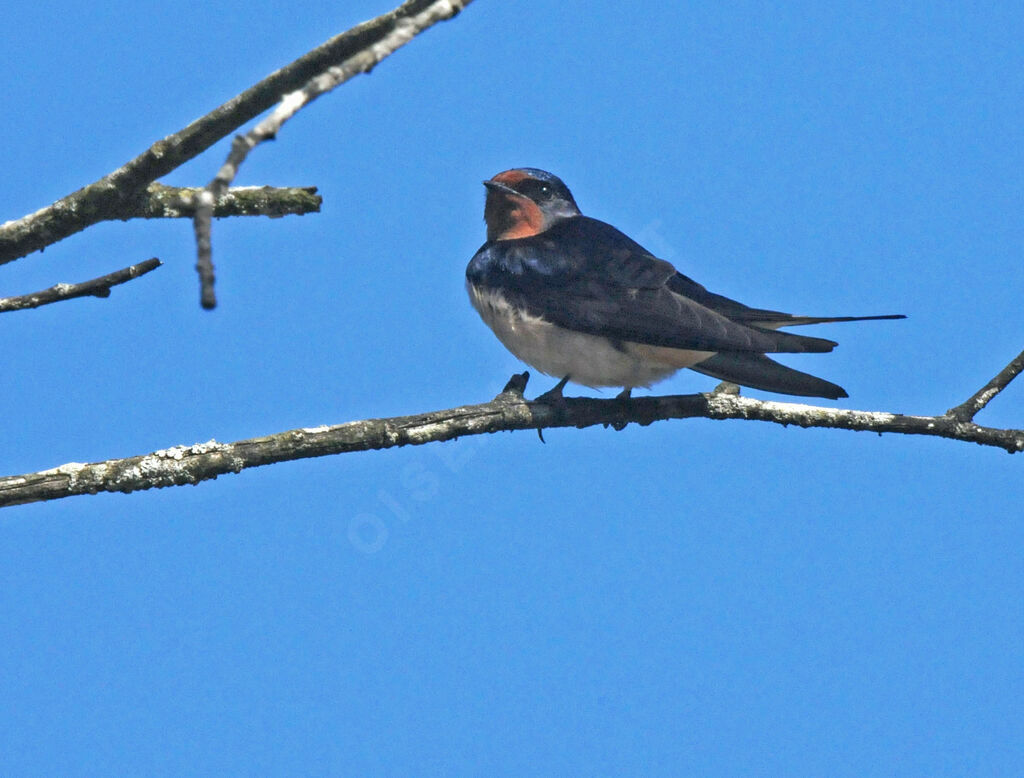 Hirondelle rustique