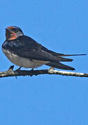 Barn Swallow