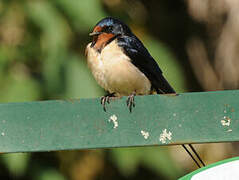 Barn Swallow