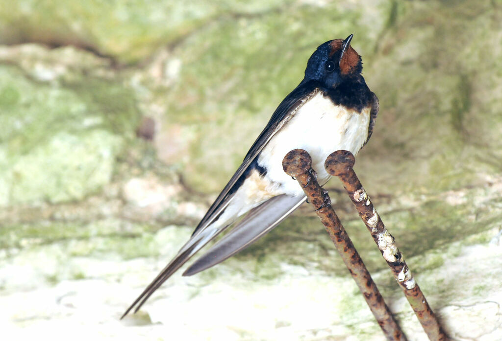 Barn Swallow