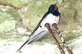 Barn Swallow