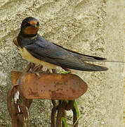 Barn Swallow