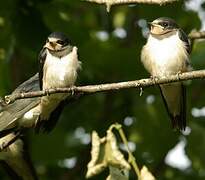 Barn Swallow