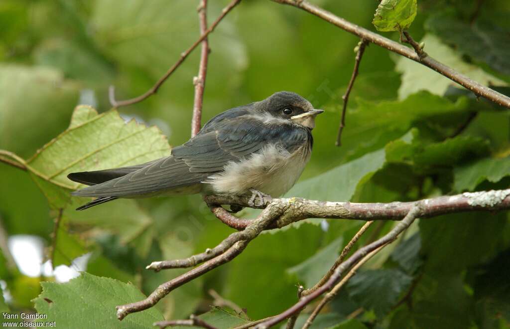 Barn Swallowjuvenile, identification