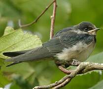 Barn Swallow