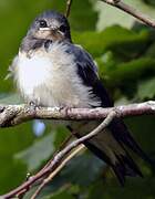 Barn Swallow