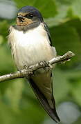 Barn Swallow