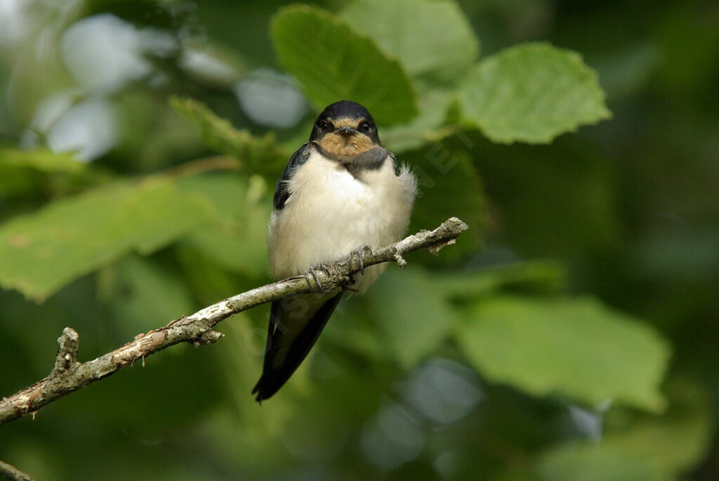 Hirondelle rustiquejuvénile