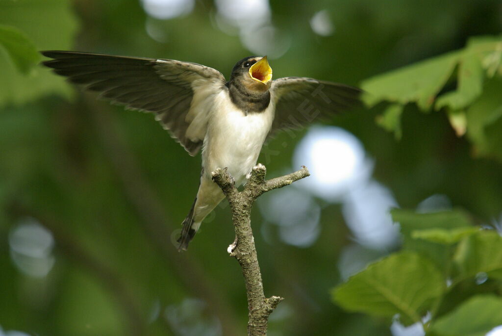 Hirondelle rustiquejuvénile, identification, Comportement