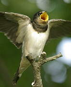 Barn Swallow