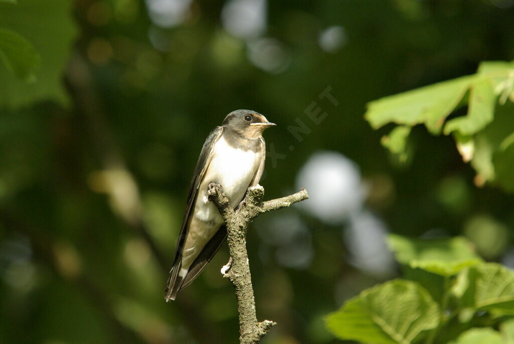 Hirondelle rustiquejuvénile