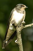 Barn Swallow