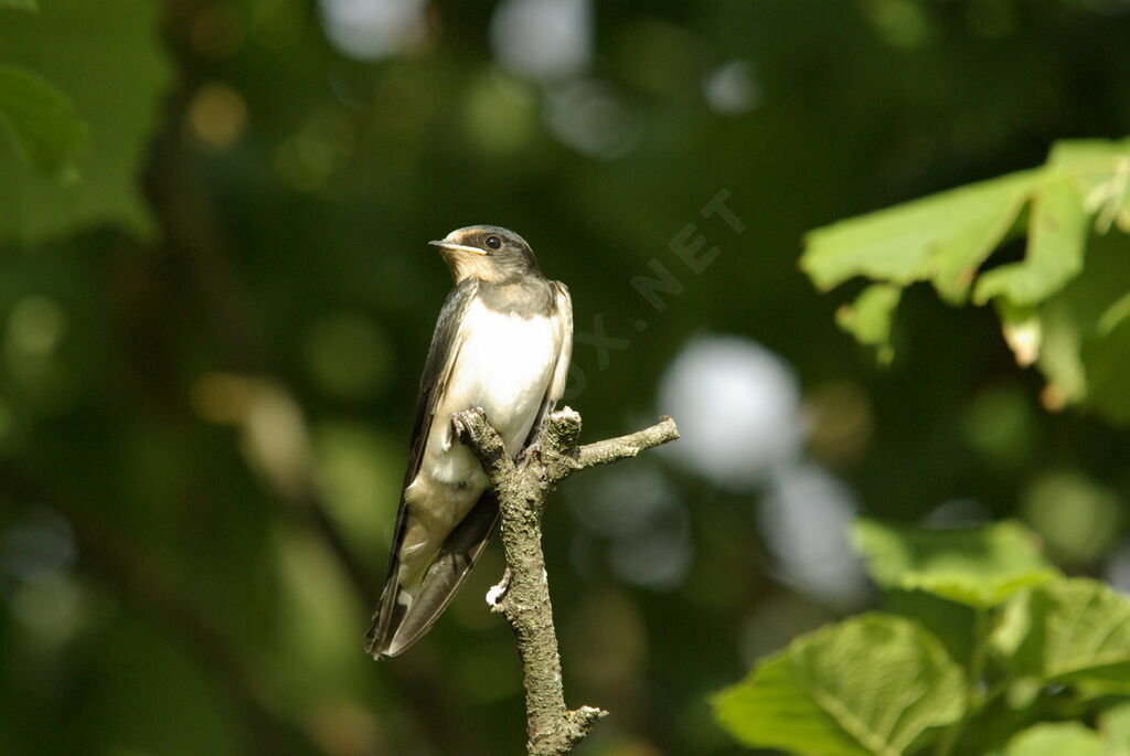 Hirondelle rustiquejuvénile