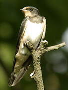 Barn Swallow