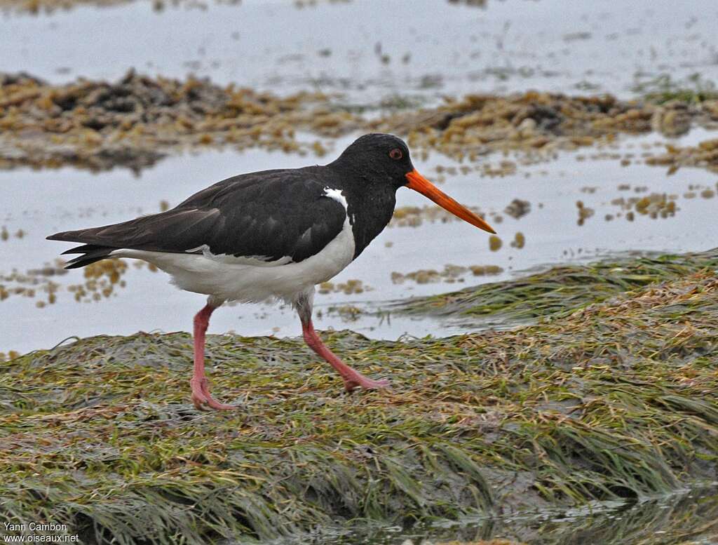 South Island Oystercatcher, habitat, pigmentation