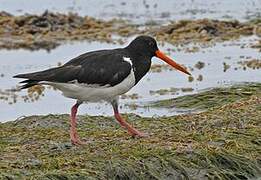 South Island Oystercatcher