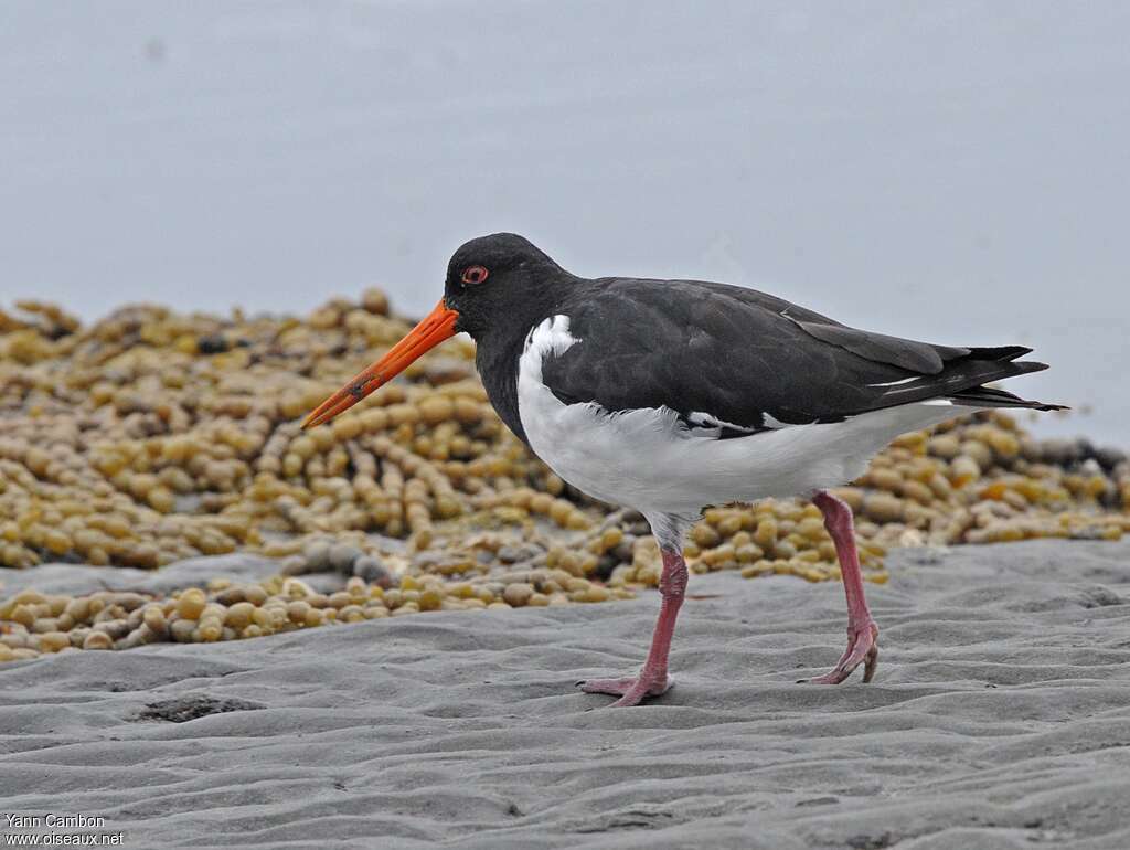 South Island Oystercatcheradult, identification