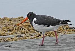 South Island Oystercatcher