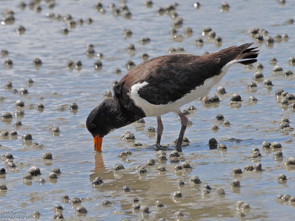 South Island Oystercatcher, fishing/hunting