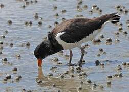 South Island Oystercatcher