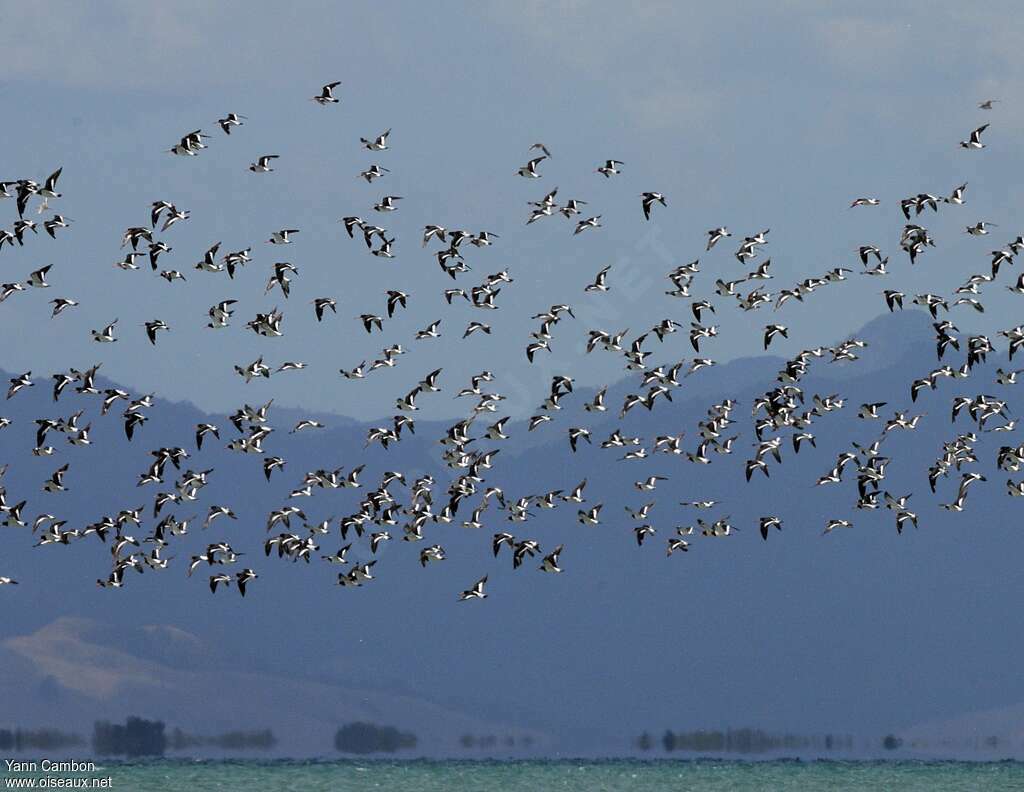 South Island Oystercatcher, Flight