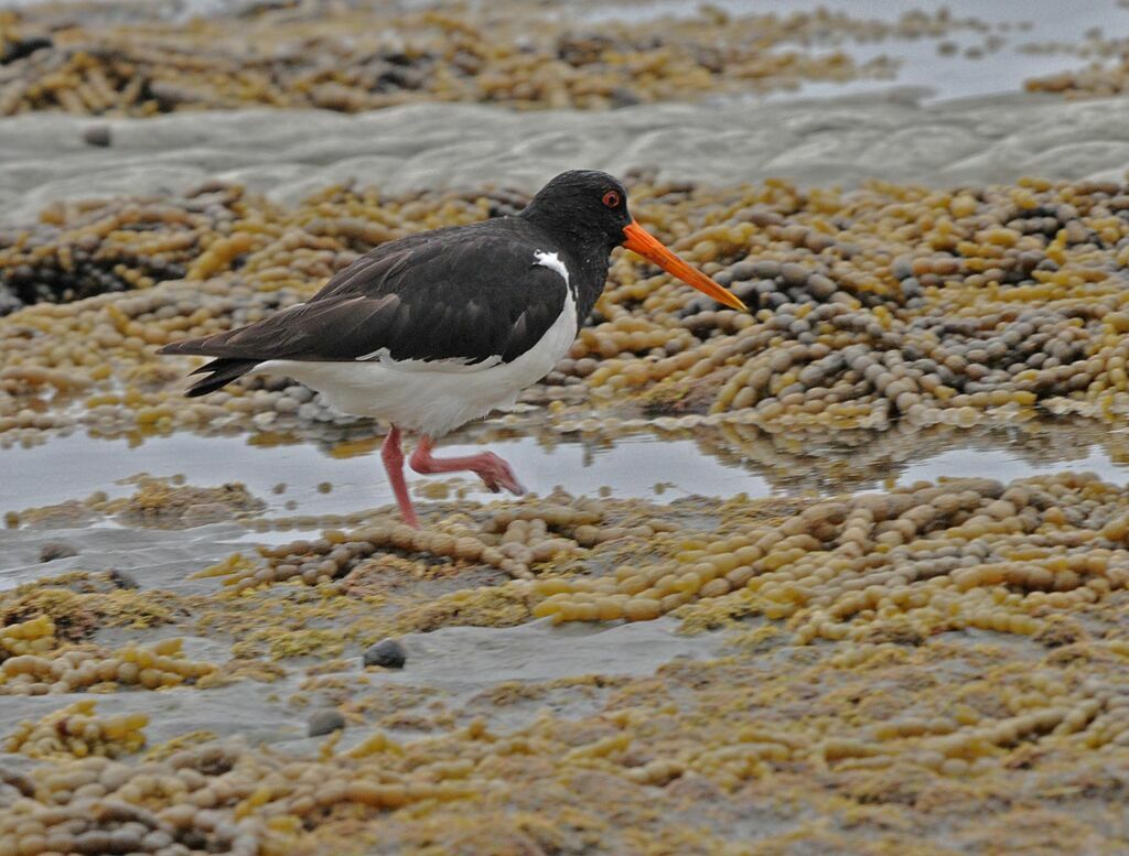 South Island Oystercatcher, habitat, pigmentation