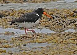 South Island Oystercatcher