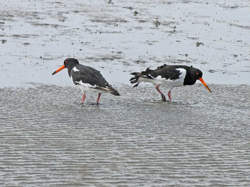 Eurasian Oystercatcher