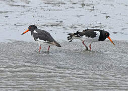 Eurasian Oystercatcher