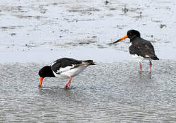 Eurasian Oystercatcher