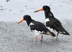 Eurasian Oystercatcher