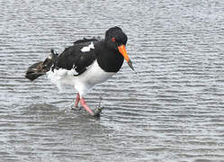 Eurasian Oystercatcher