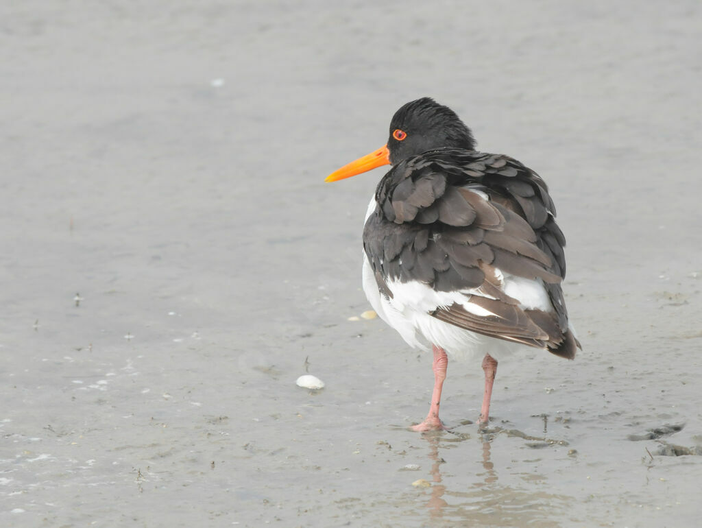 Eurasian Oystercatcher